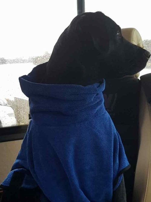 Hund in Wohnmobil auf ASN Sitz